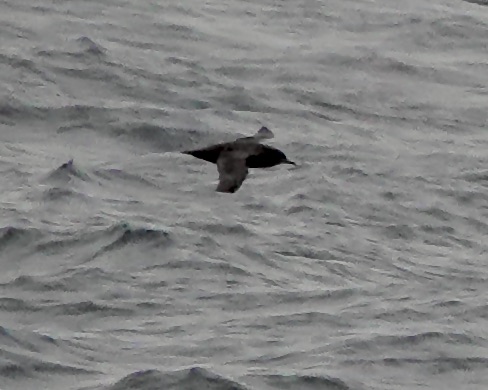 sooty shearwater